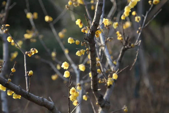 雨水降，萬物蘇(圖2)