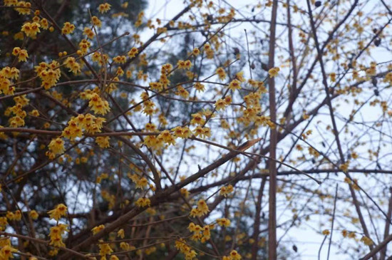 雨水降，萬物蘇(圖3)